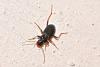 Leistus sp.